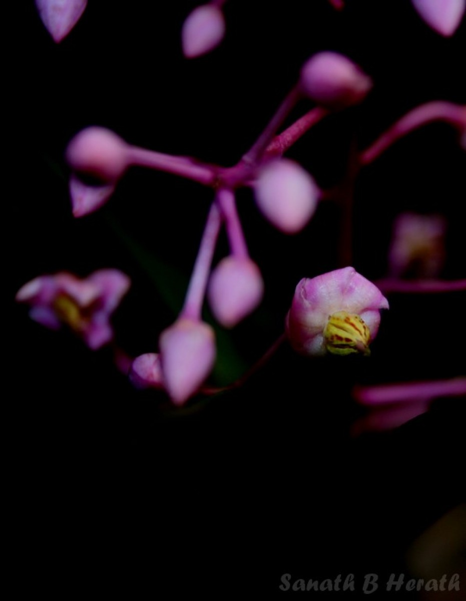 Ardisia rothii A.DC.